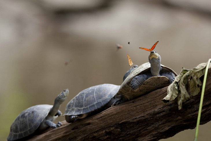 dos tortugas jugando con las mariposas 