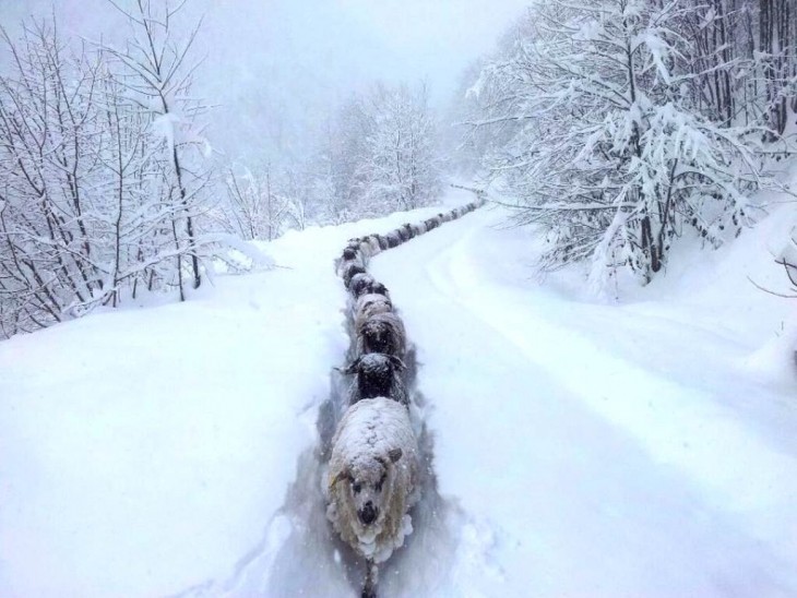 ovejas vijando a travez de un pequeño camino entre la nieve. Razón por la que las ovejas dan lana