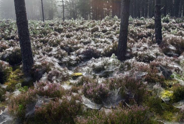 bosques escocés lleno de telearañas