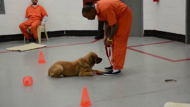 un preso entrenando a un perro dentro de una prisión en Estados Unidos 