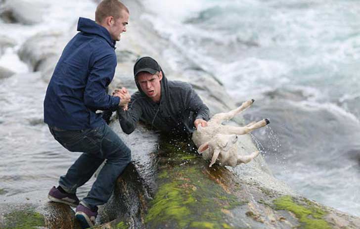 jovenes que salvan a una oveja del mar congelado