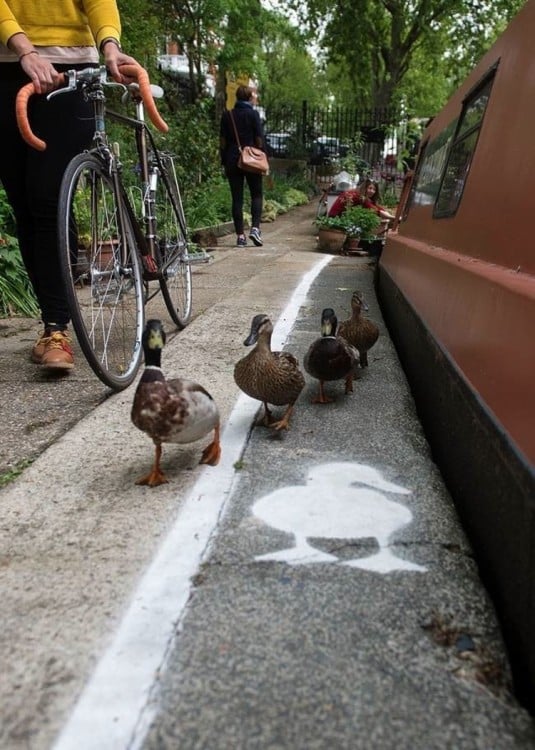 Carril especial para patos en Inglaterra 