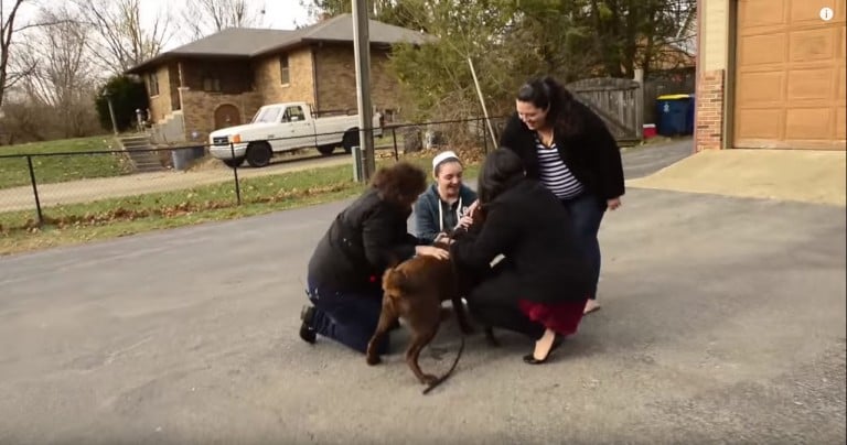 Tras 5 años perdido este perro reencuentra a su familia