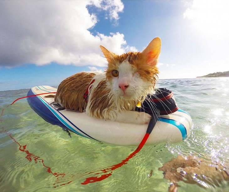 Kuli un gatito tuerto sobre una tabla de Surf en las costas de Hawai 
