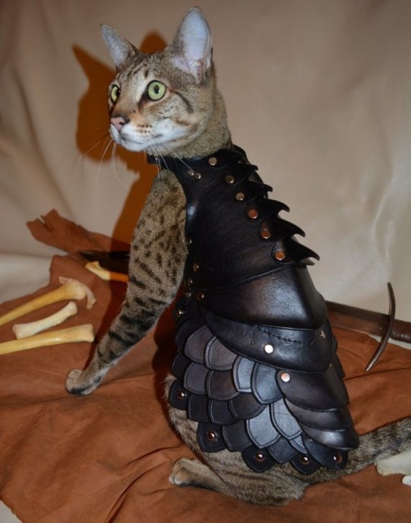gata modela armadura especial hecha con cuero