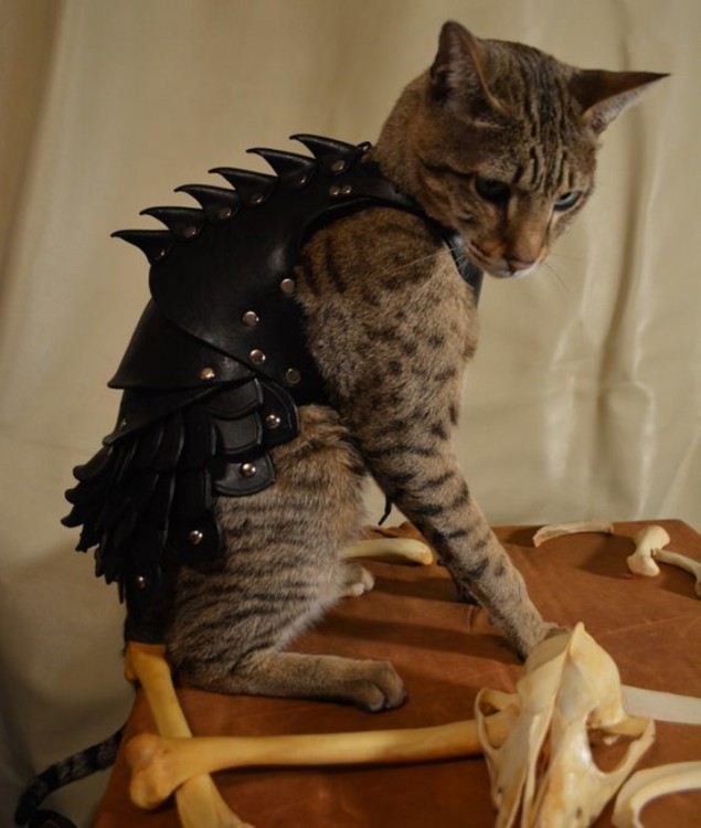 gato modela armadura de cuero resistente