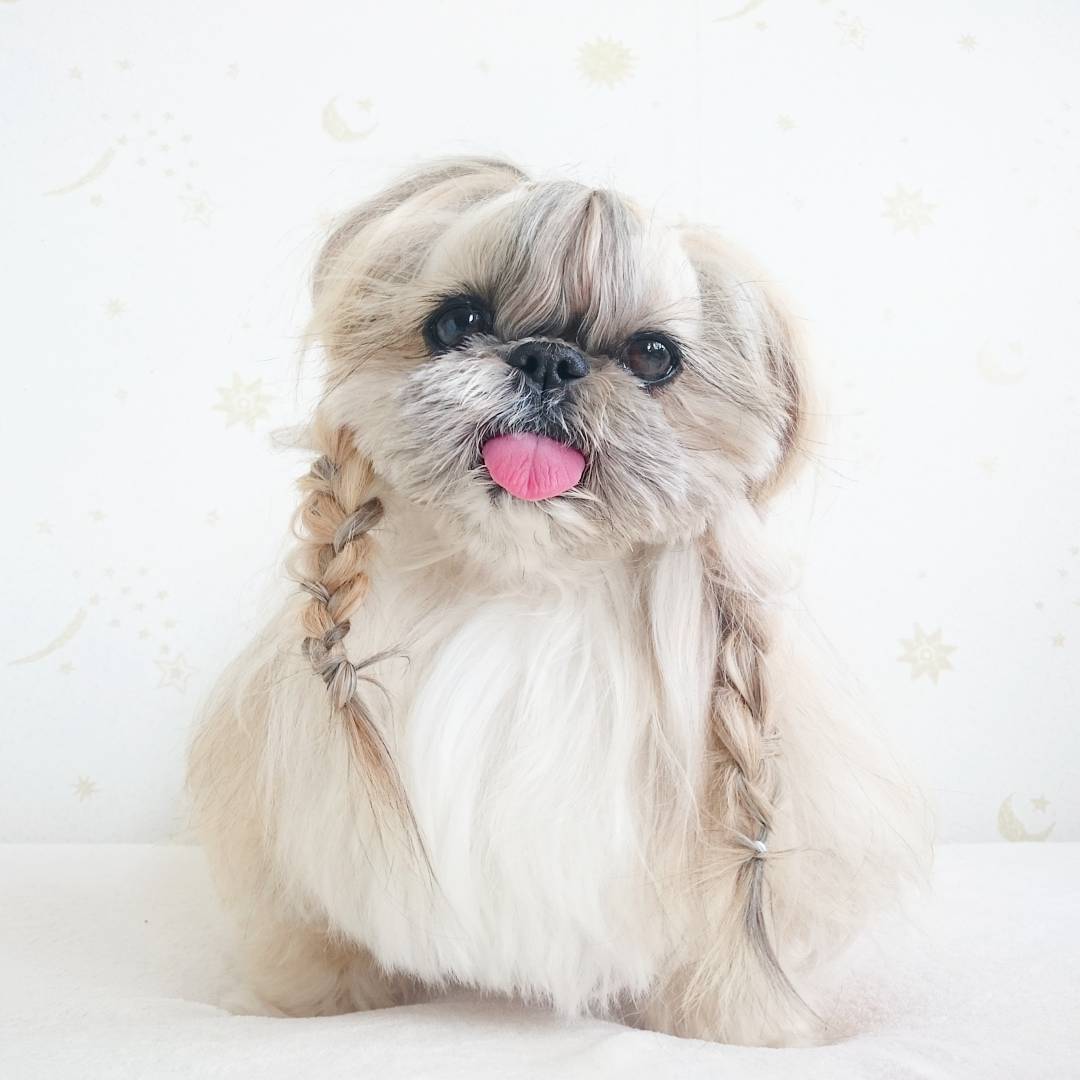 Kuma, la perrita más famosa en Instagram por sus peinados