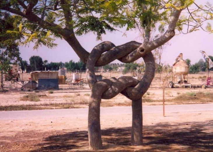 Fotos sin explicación. Dos árboles cuyos troncos se entrelazaron entre sí