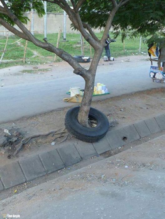 Fotos sin explicación. Una llanta atorada en el tronco de un árbol