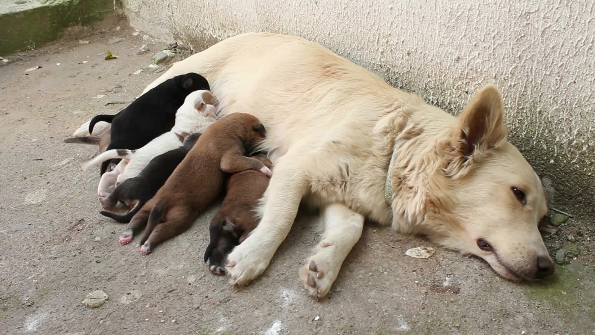 Кошка кормит собак. Собака кормит молоком. Собака кормит щенков. Самка собаки.