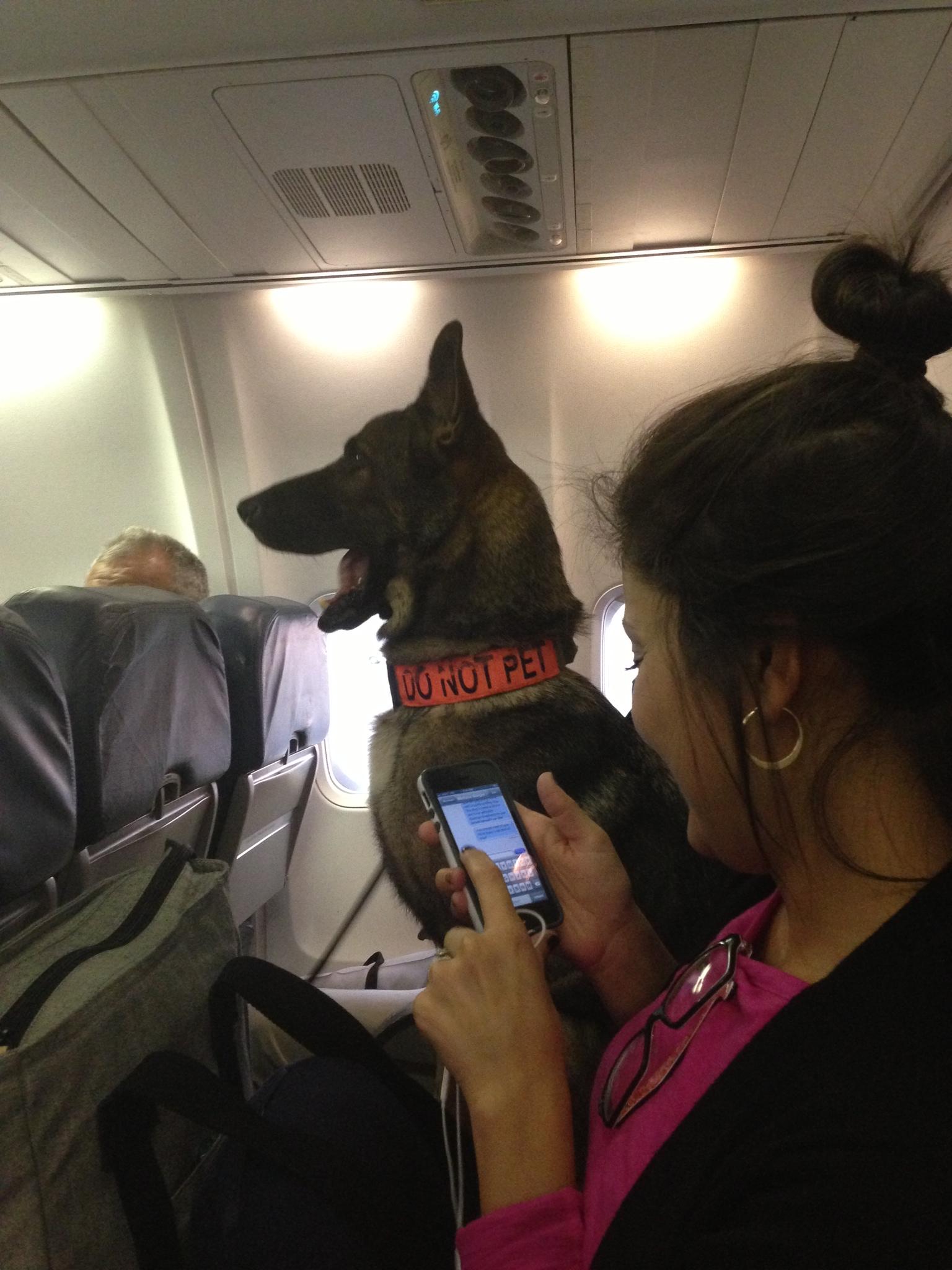 18 imágenes de perros en aviones que alegrarán tu corazón