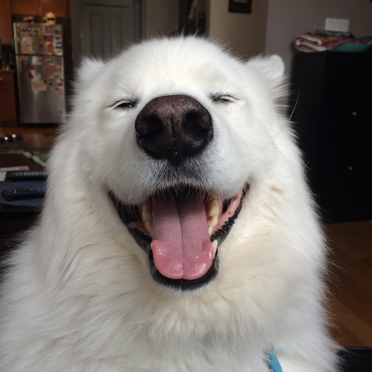 Белая собака улыбается