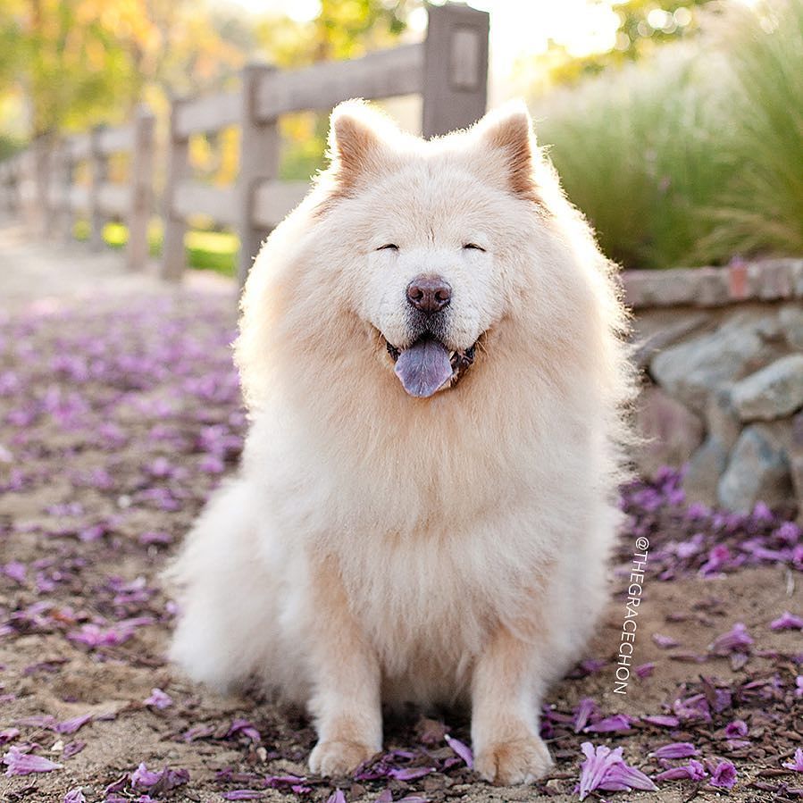 Fotografías De Los 25 Perros Más Felices De Todo El Planeta