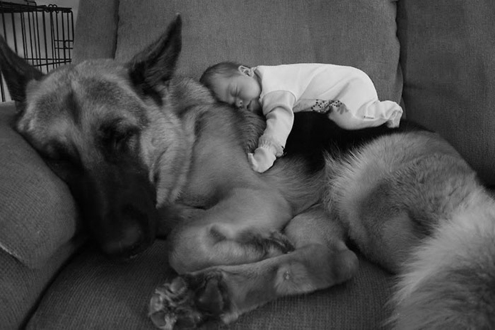 Сон собаки защищают. Трогательные животные. Собака для детей. Трогательная собака. Для детей. Животные.