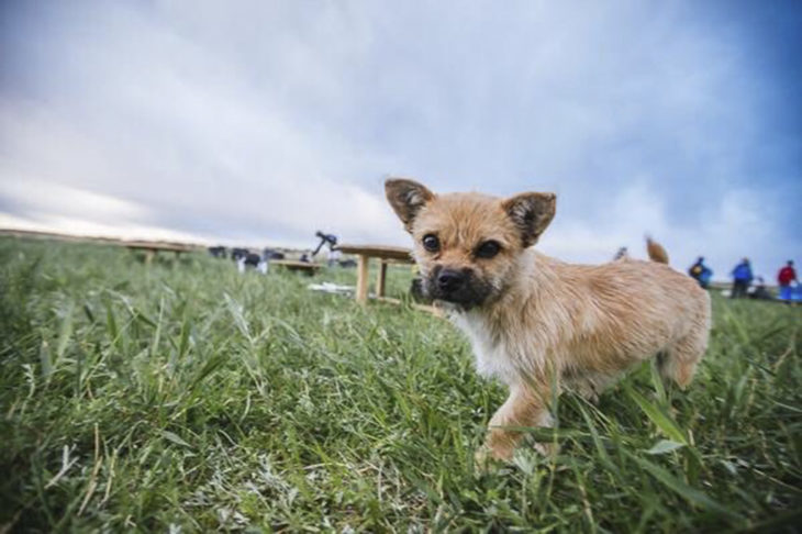 Cachorrita en campo 