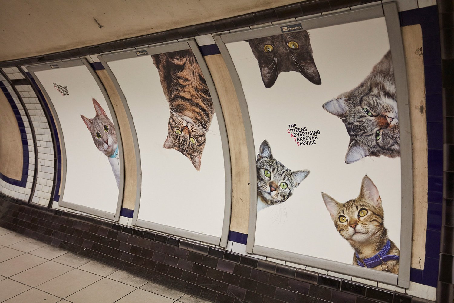 Рекламный баннер с котом