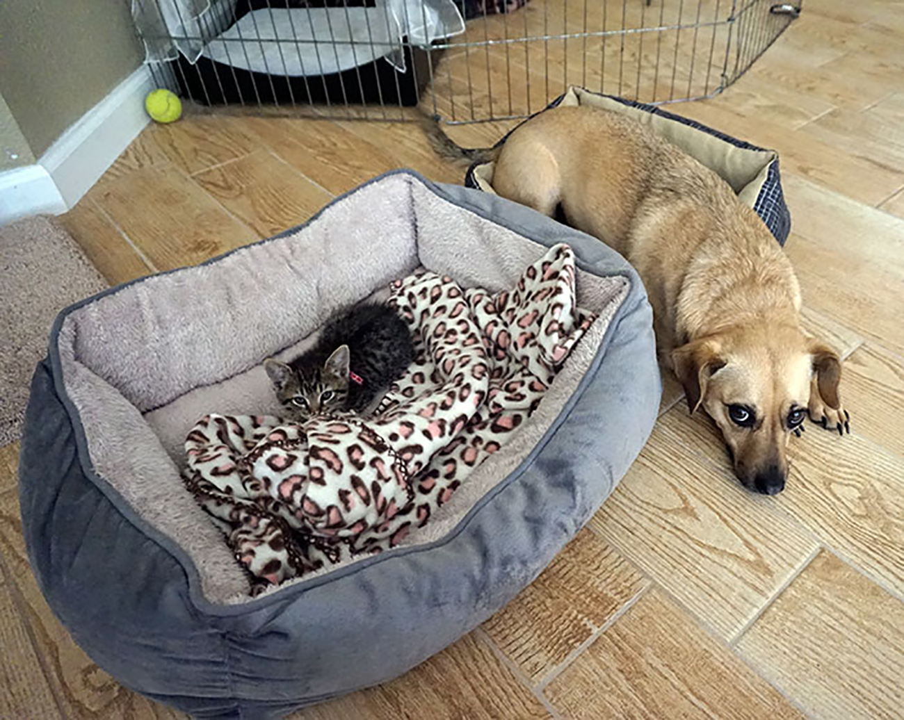 Кот и собака в лежанке