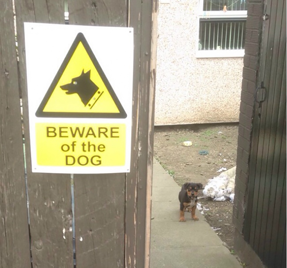 Надпись на заборе злая собака