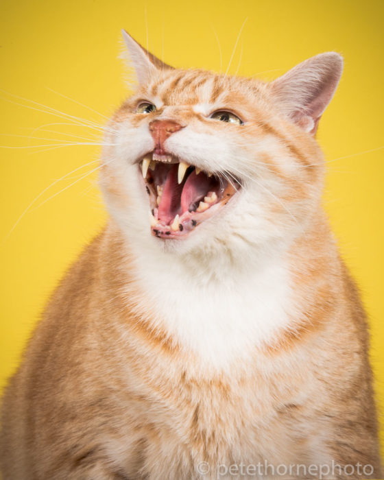 Gatos gordos - Gato enojado fondo amarillo