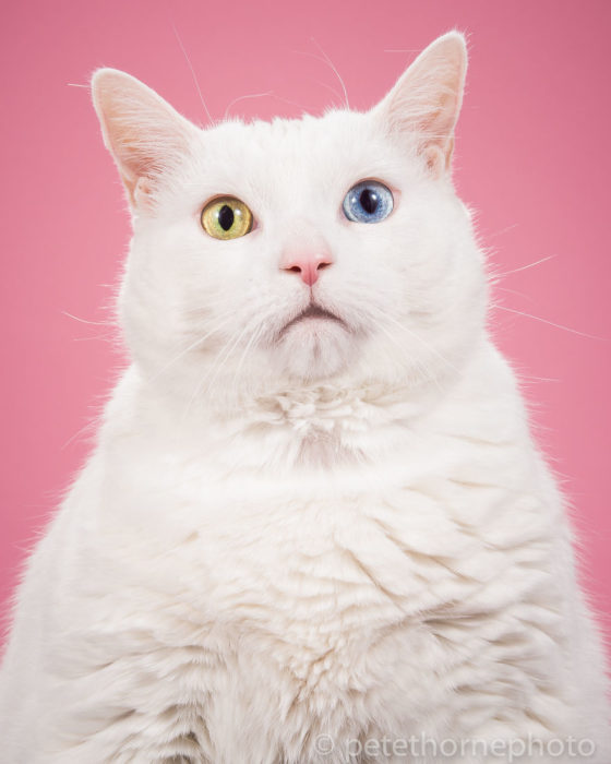 Gatos gordos - gato con ojos de colores diferentes y fondo rosa
