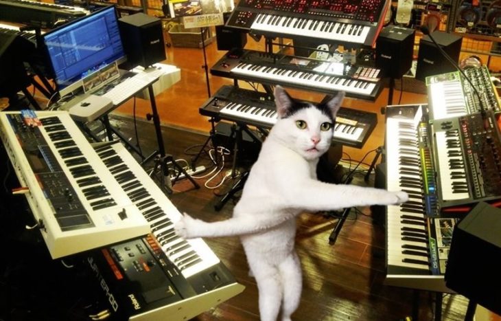 gatito tocando el teclado de su casa