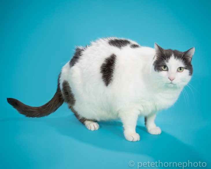 Gato gordo blanco con negro fondo azul