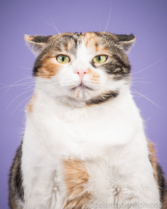 Gatos gordos - gato con ojos verdes fondo morado