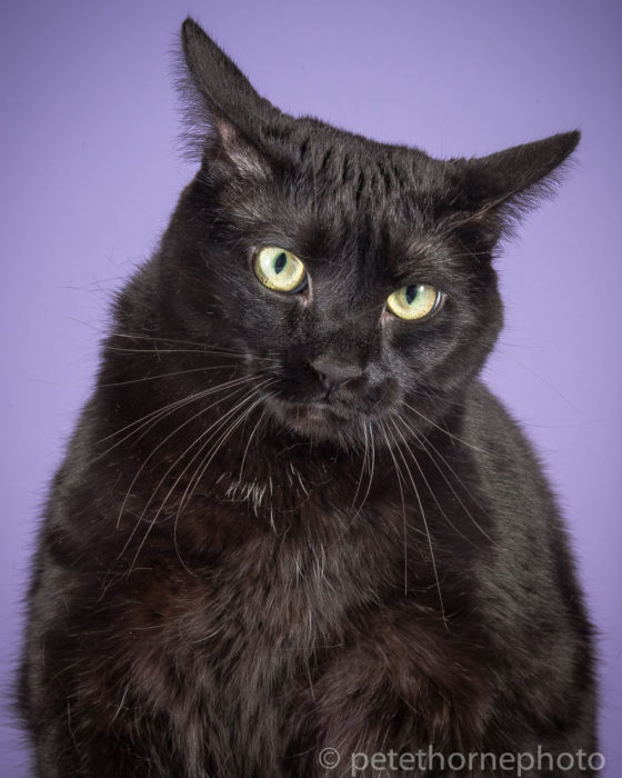 Gatos gordos - gato negro fondo morado
