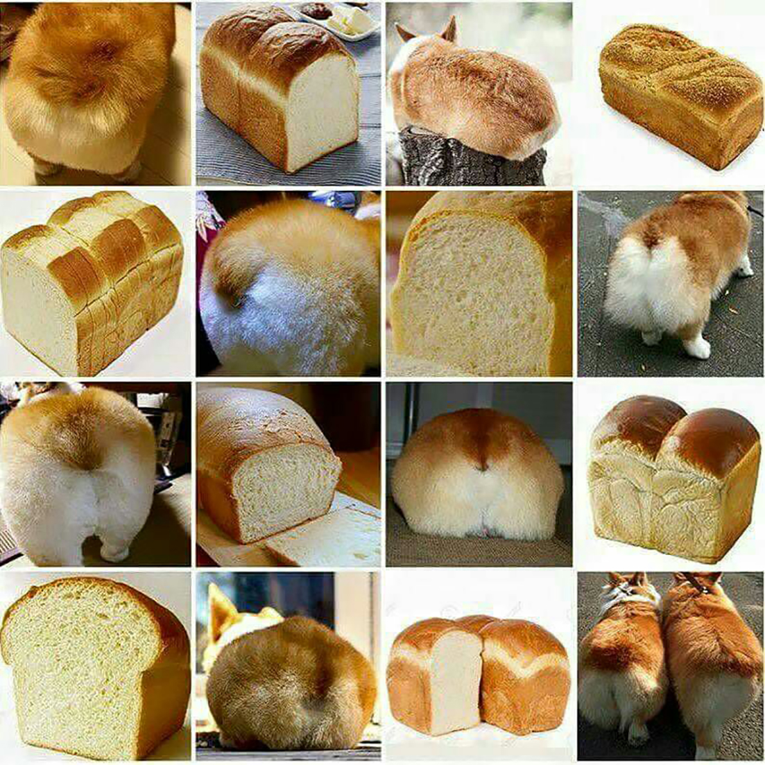 Корги хлеб