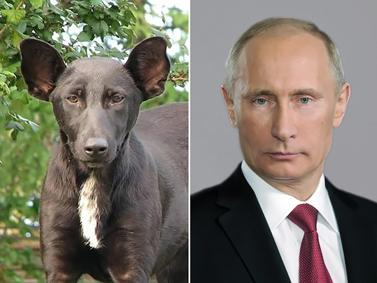 Собака с лицом Путина