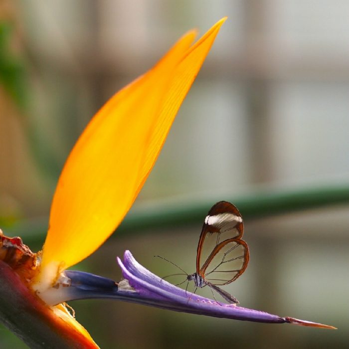 Mariposa alas de cristal 