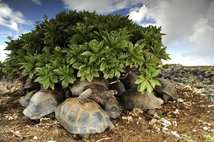 grupo de tortugas bajo unas ramas
