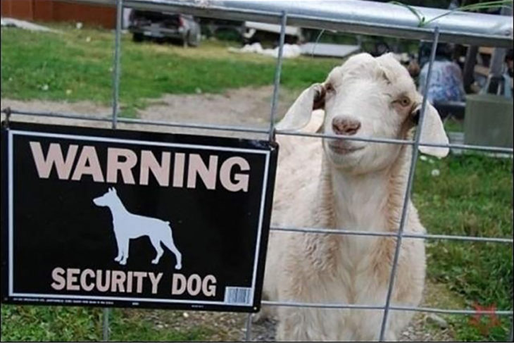 oveja tras una cerca con cartel de cuidado con el perro