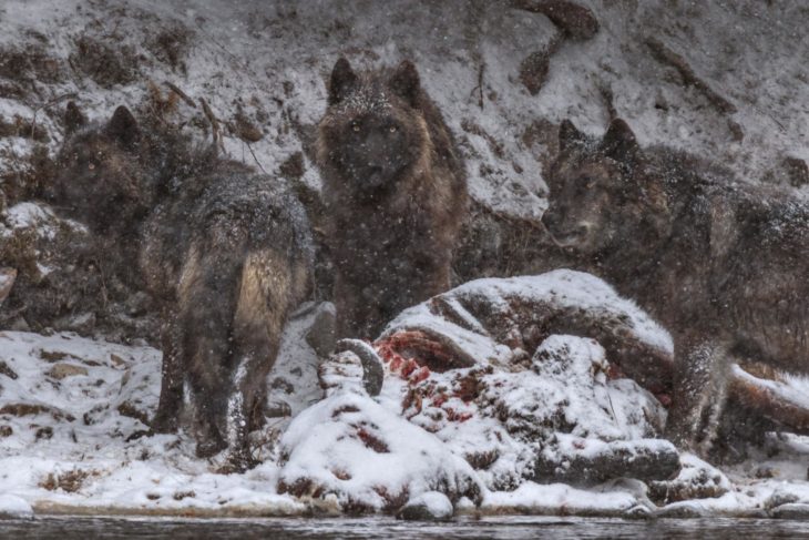 restos de bisonte y lobos