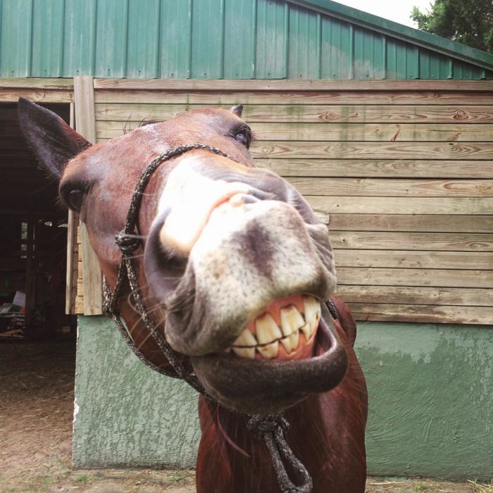 caballo sonriendo