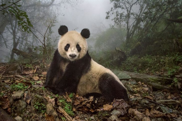 panda gigante en bosque