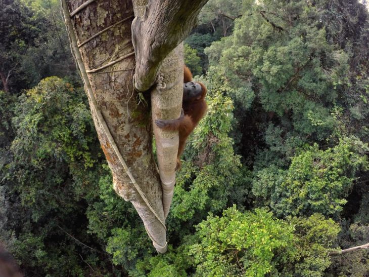 orangután trepando un árbol