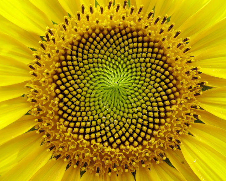 girasol