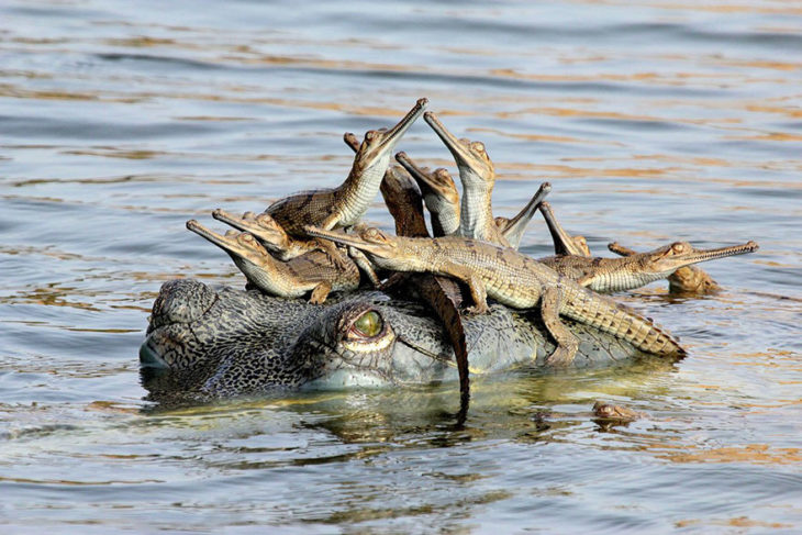 mamá gavial y sus crías 