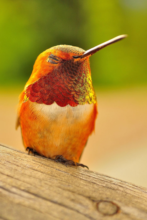 super colibri