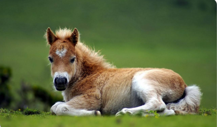 caballo con corazón en el pelaje 