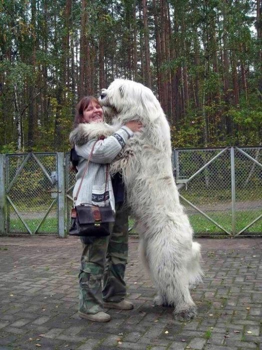 20 perros gigantes abrazo