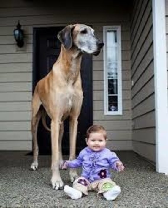 20 perros gigantes la mejor niñera