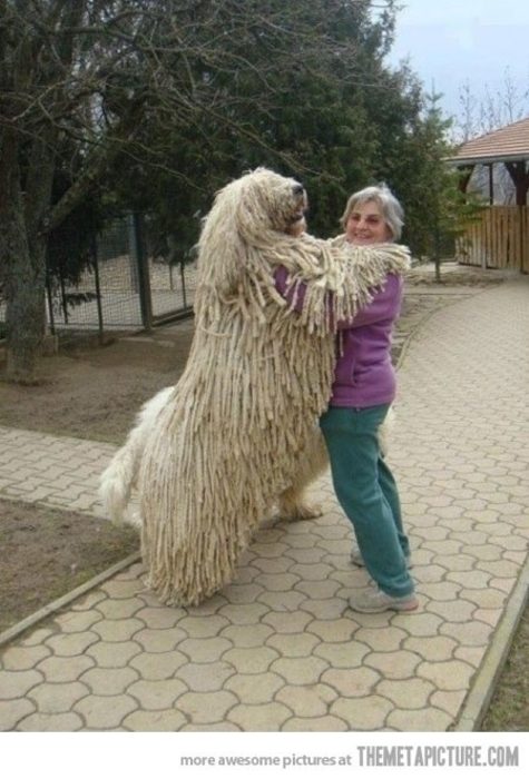 20 perros gigantes real perro lanudo
