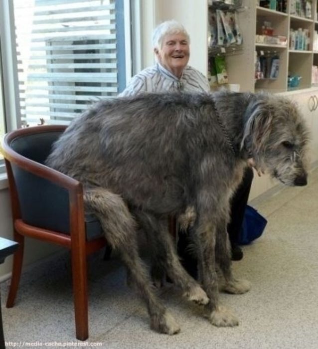 20 perros gigantes su propia silla