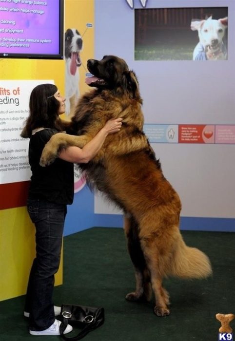 20 perros gigantes ver tv