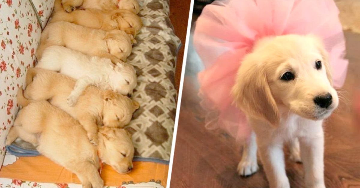 Fotos que demuestran que los Golden Retriever son adorables