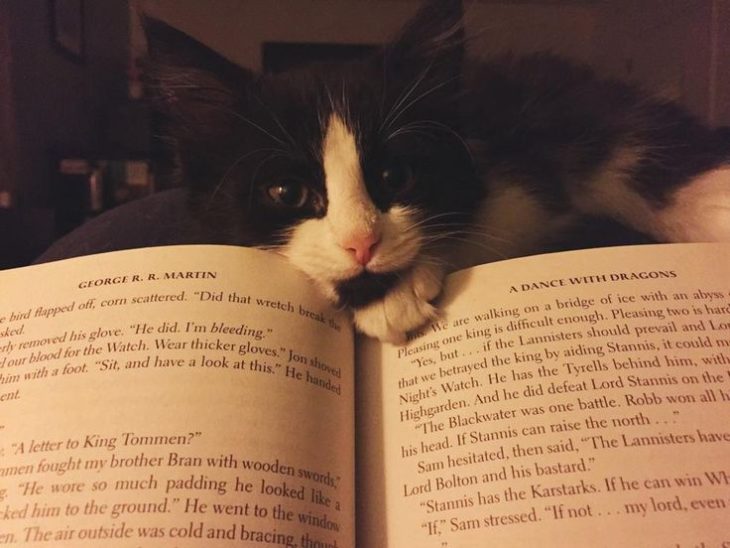 gato distrae a su dueño mientras lee