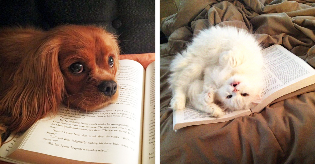 22 mascotas que no tienen ninguna intención de dejarte leer