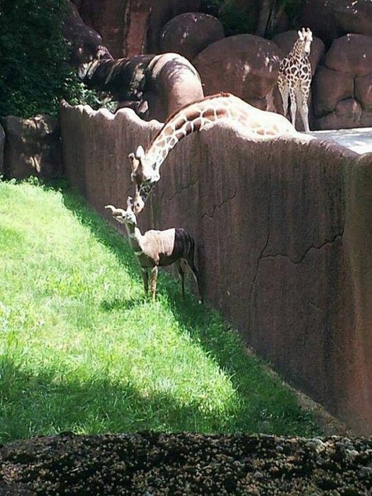 una jirafa burlando la cerca 